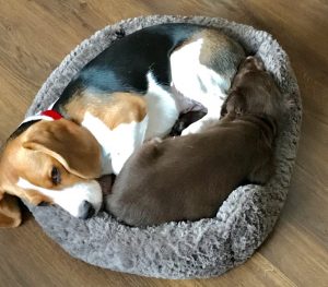 active dogs