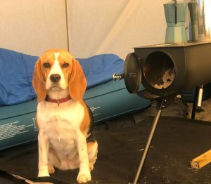 happy beagle