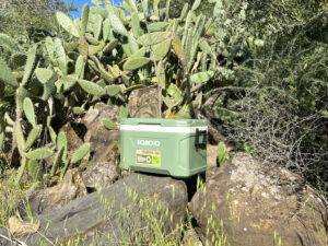 igloo ecocool latitude 52 cool box