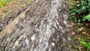 muddy dog walk