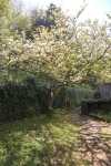 A beautiful in bloom tree.