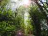 The Sun through the trees.